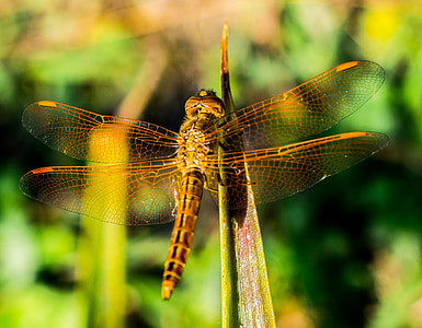 dragonfly, insect, animal, close, wing, chitin