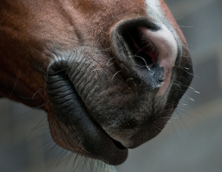 häst, nos, näsborre, mun, närbild, ett djur, djur kroppsdel