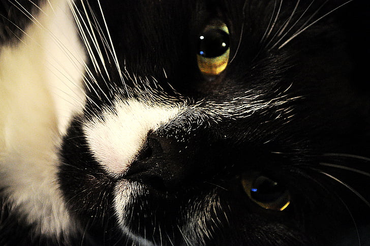 kedi, siyah, Beyaz, hayvan, evde beslenen hayvan, şirin, gözler