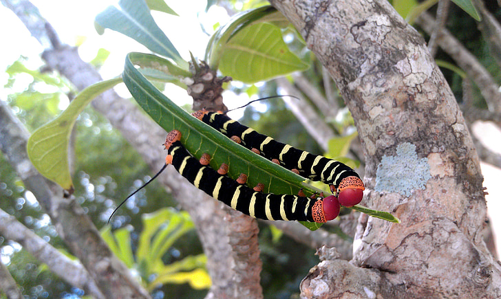psevdosfinks tetra, Caterpillar, pseudosphinx tetrio, perhonen, hyönteiset, Lähikuva, trooppiset hyönteiset