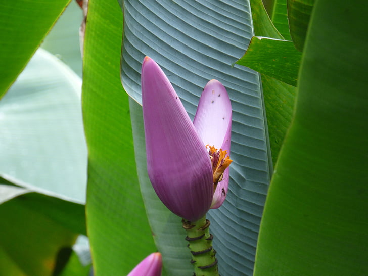 lill, imelik, ebatavaline, Tropical, džungel, Hawaii, Flora