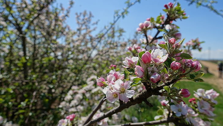 Virágszálnak Apple, tavaszi, Blossom, Bloom, almafa, rét, Virágszálnak Apple tree