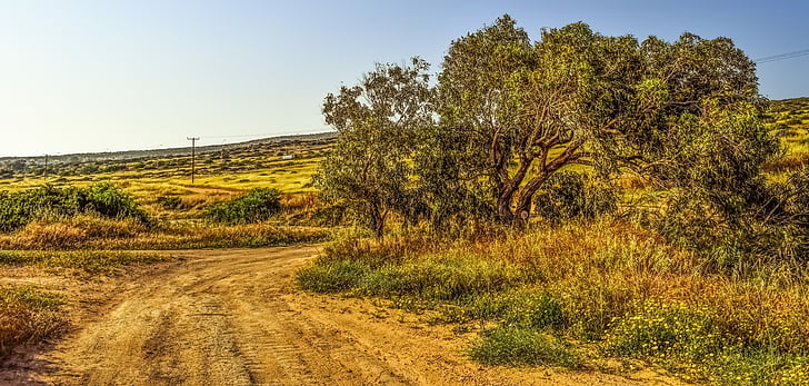 dirt road, tree, landscape, scenery, nature, rural, countryside