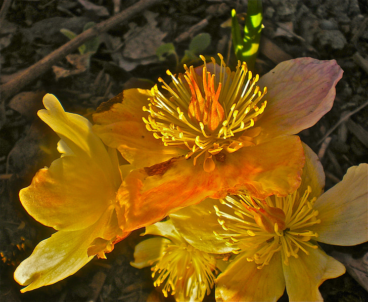 μπουμπούκια, Κίτρινο, λουλούδια, το καλοκαίρι