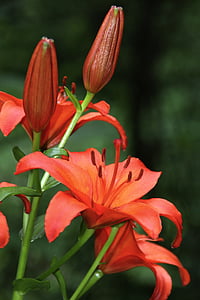 lily, red, blossom, bloom, nature, flowers, garden