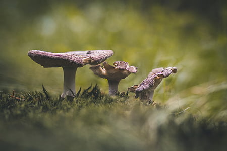 mushrooms, forest, nature, toxic, autumn, forest floor, macro