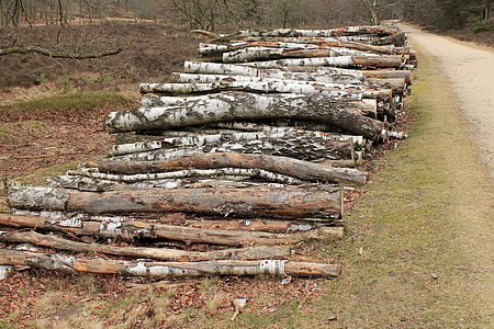 memotong log, ditumpuk, Birch, kerja Kehutanan, menggergaji, pohon