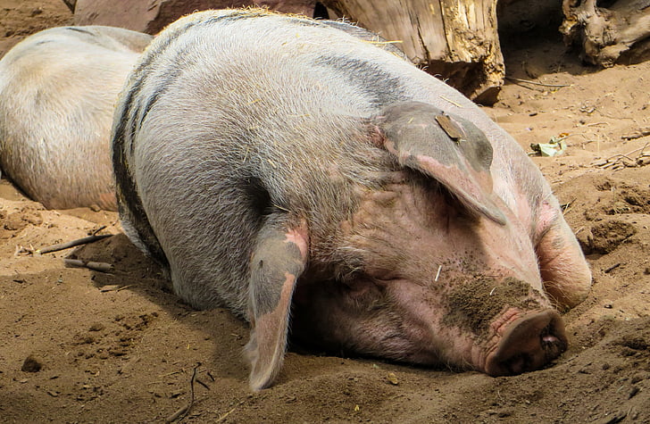 cerdo, cerdo doméstico, granja, agricultura, Revolcadero, sueño, feliz