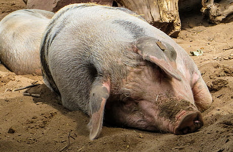 con lợn, lợn trong nước, Trang trại, nông nghiệp, đắm mình, giấc ngủ, Vui vẻ