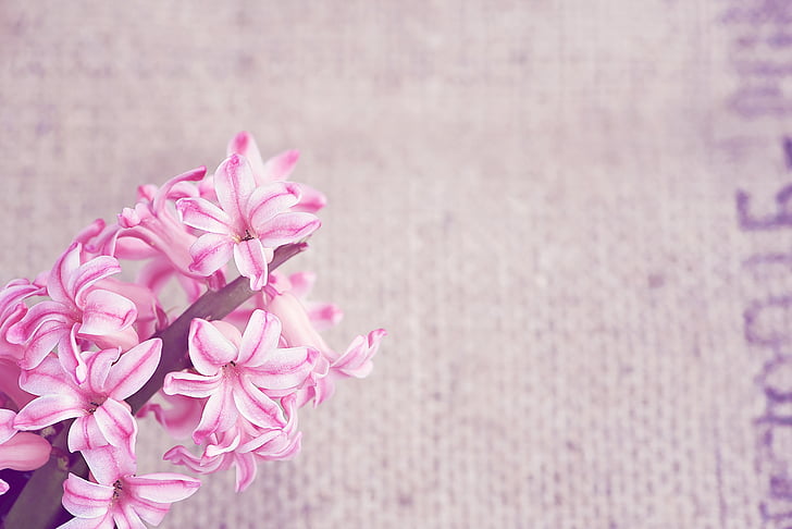 flower, flowers, pink, spring flower, pink flower, hyacinth, fragrant flower