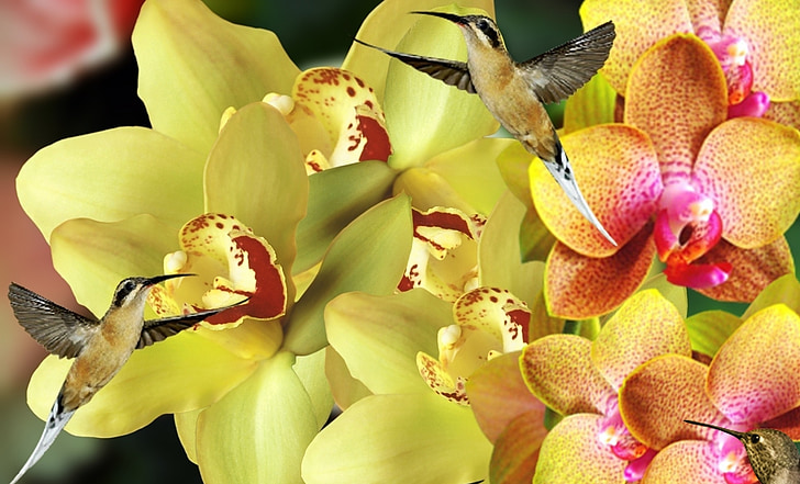 orquideas, bloemen, Tuin, plant, natuur, orchideeën, lente