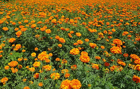 Hoa, cúc vạn thọ, màu da cam, lĩnh vực, thực vật, nở hoa, thực vật