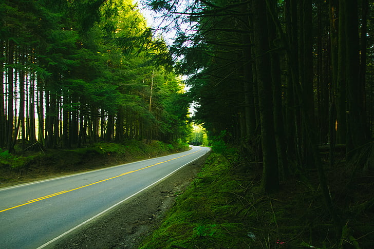 photo, road, pine, trees, rural, pavement, forest