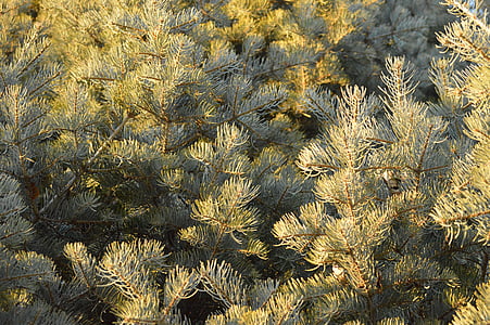 pine tree, branches, needles, pine, nature, patterns, foliage
