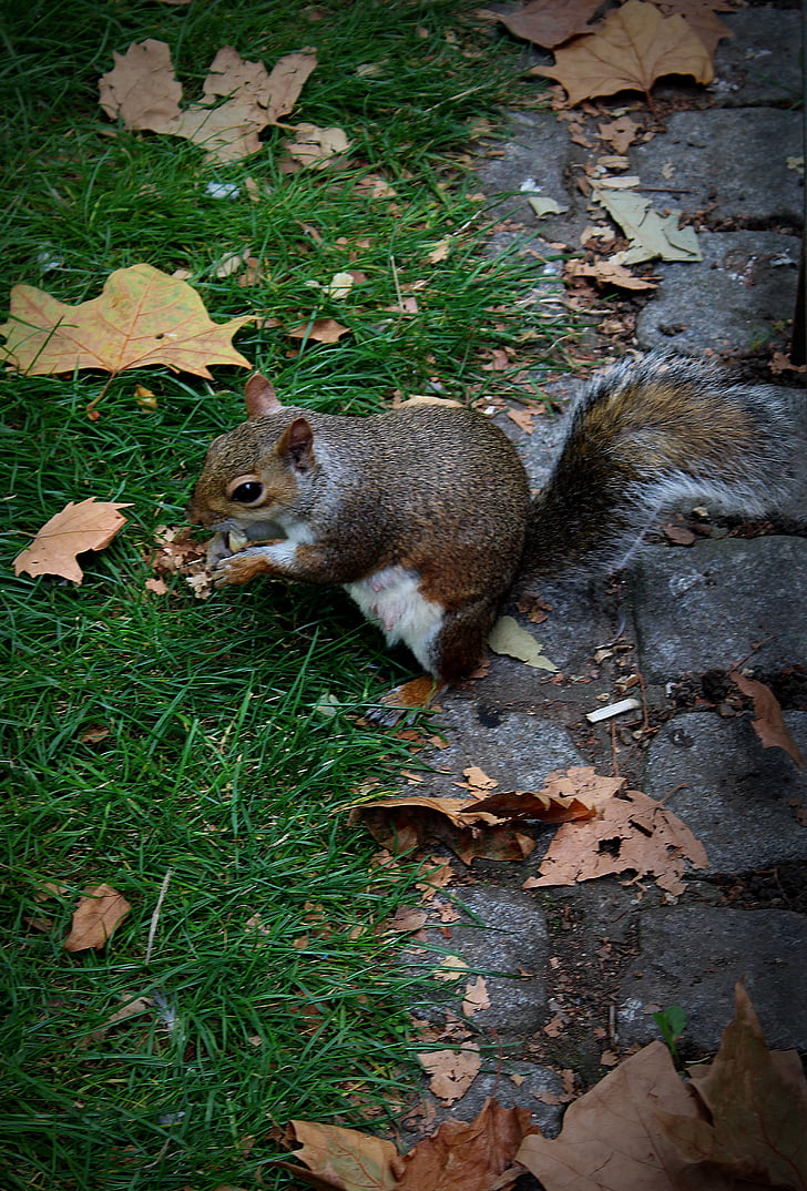 o esquilo, animal, roedor, mamífero, comida, Inglaterra, Londres