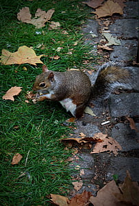 l'esquirol, animal, rosegador, mamífer, aliments, Anglaterra, Londres