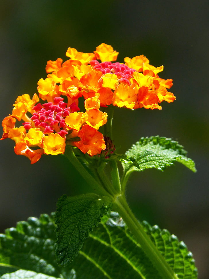 lantana, flower, beauty, red and yellow