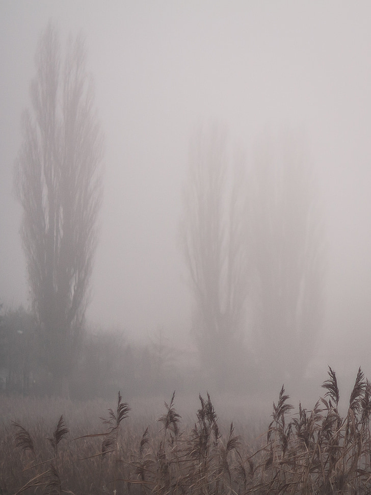 the fog, view, nature, city, tree, landscape, park