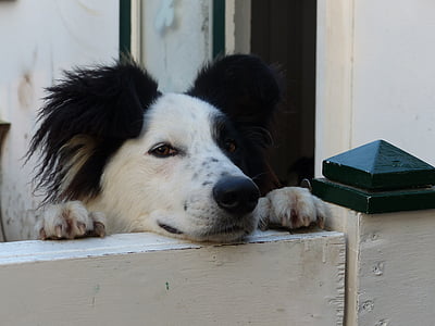 chien, chiens, clôture, bord, noir, blanc, noir blanc