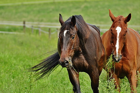 коне, за двама, съединител, жребец, ядат, ливадата, кафяв