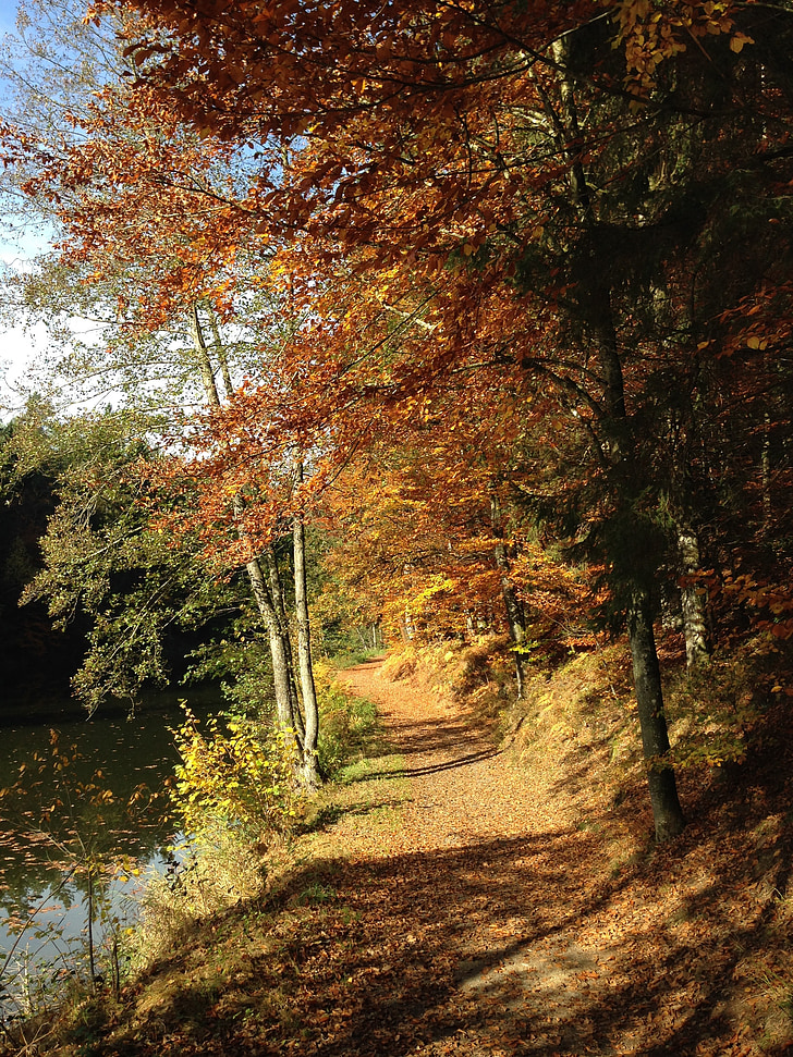 jalan hutan, pohon, sinar matahari, bayangan, kaki, musim gugur, daun