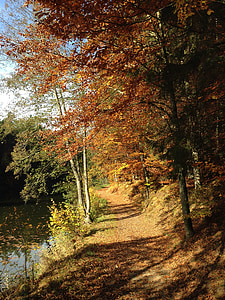 percorso di foresta, alberi, luce del sole, ombra, distanza, autunno, foglie
