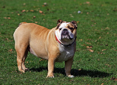 hunden, Bulldog, engelsk bulldog, dyr, kjæledyr, hjørnetann, stamtavle