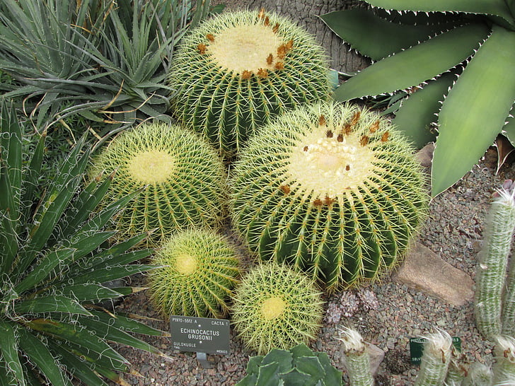 cactus, espines, natura, efectiu, verd, Espinosa