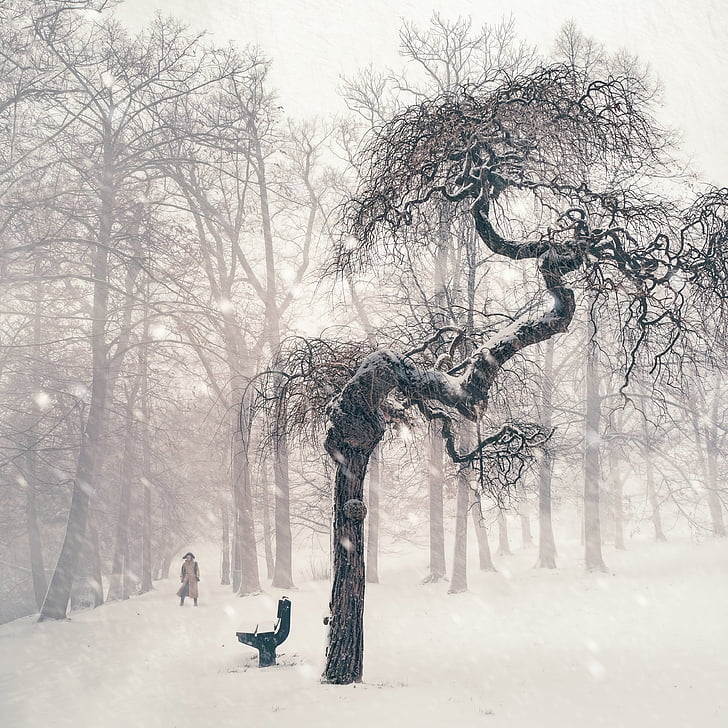 drzewo, zimowe, śnieg, osoba, chłodny, snowy, krajobraz