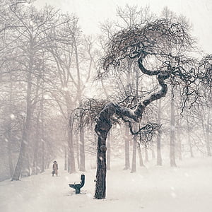 drvo, Zima, snijeg, osoba, studen, snježne, krajolik
