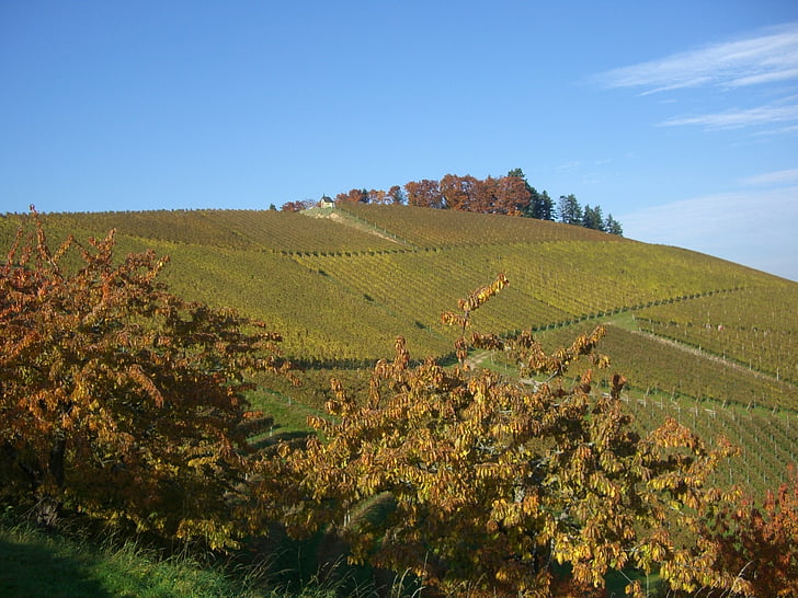 Viña, otoño, bottenau, octubre de oro, Oberkirch