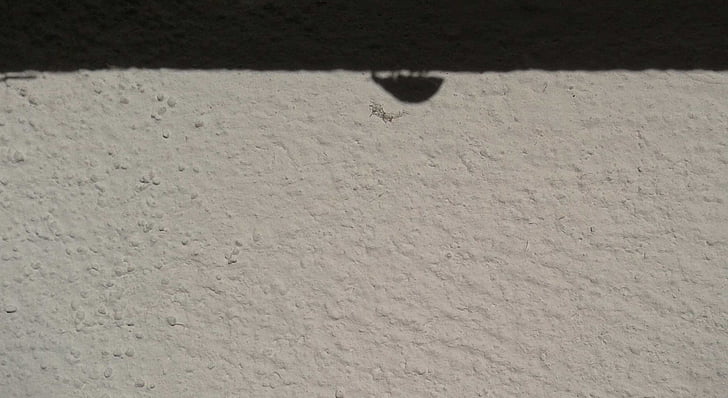 coccinella, insetto, ombra, parete, bianco e nero, parete - caratteristica della costruzione, Sfondi gratis