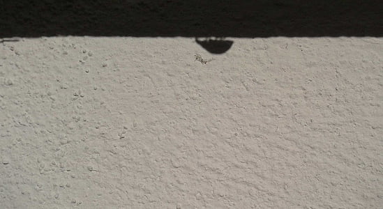 mariehøne, insekt, skygge, væg, sort og hvid, Wall - bygning funktion, baggrunde