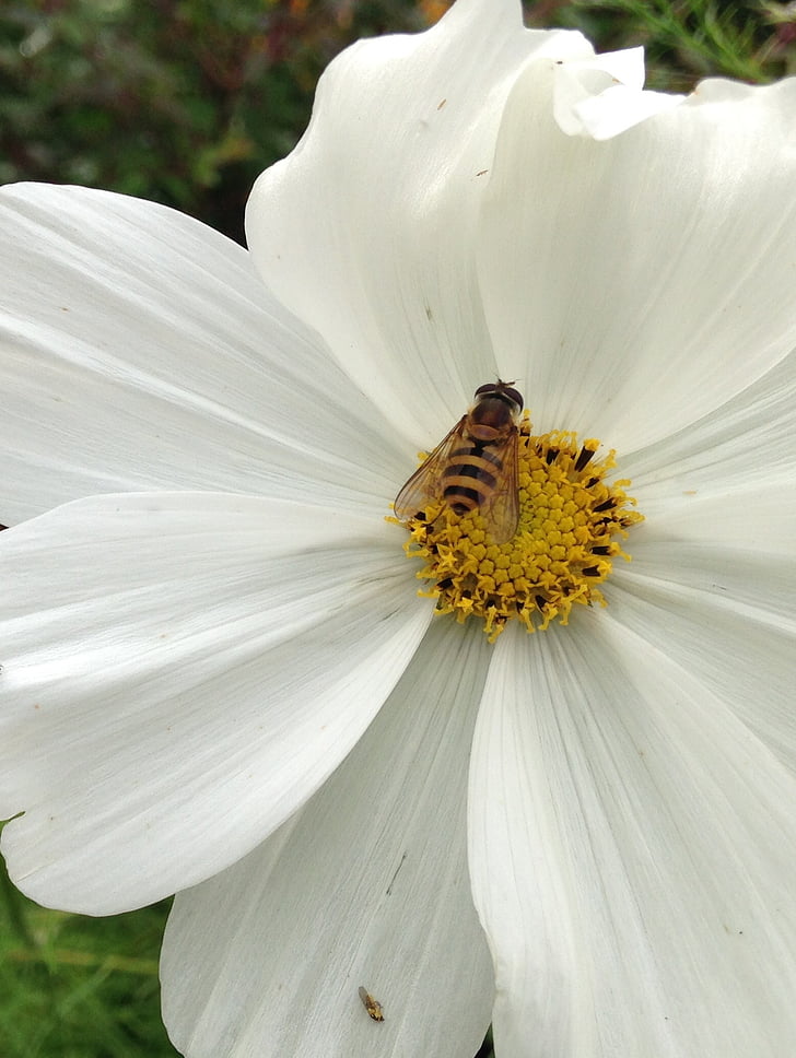 Hornet, fleur, jardins, nature, insecte, été, abeille