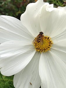 Hornet, cvet, vrtovi, narave, insektov, poletje, čebela