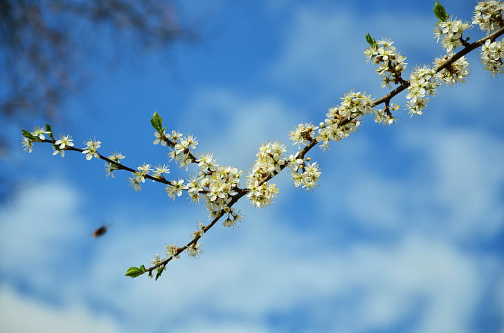 tree blossoms, flowers, spring, branch, flowering twig, white, sky
