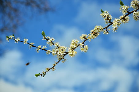 나무 꽃, 꽃, 봄, 지점, 나뭇가지에 꽃, 하얀, 스카이
