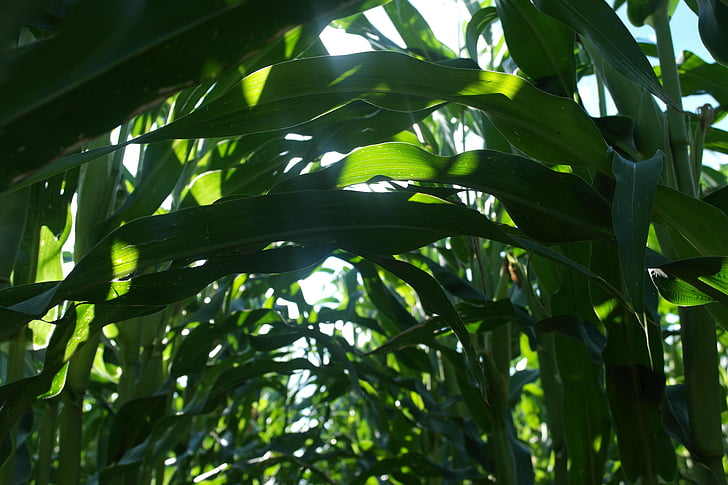 corn, field, foliage, agriculture
