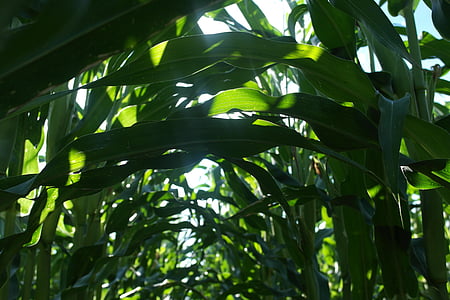 kukurydza, pole, liści, Rolnictwo