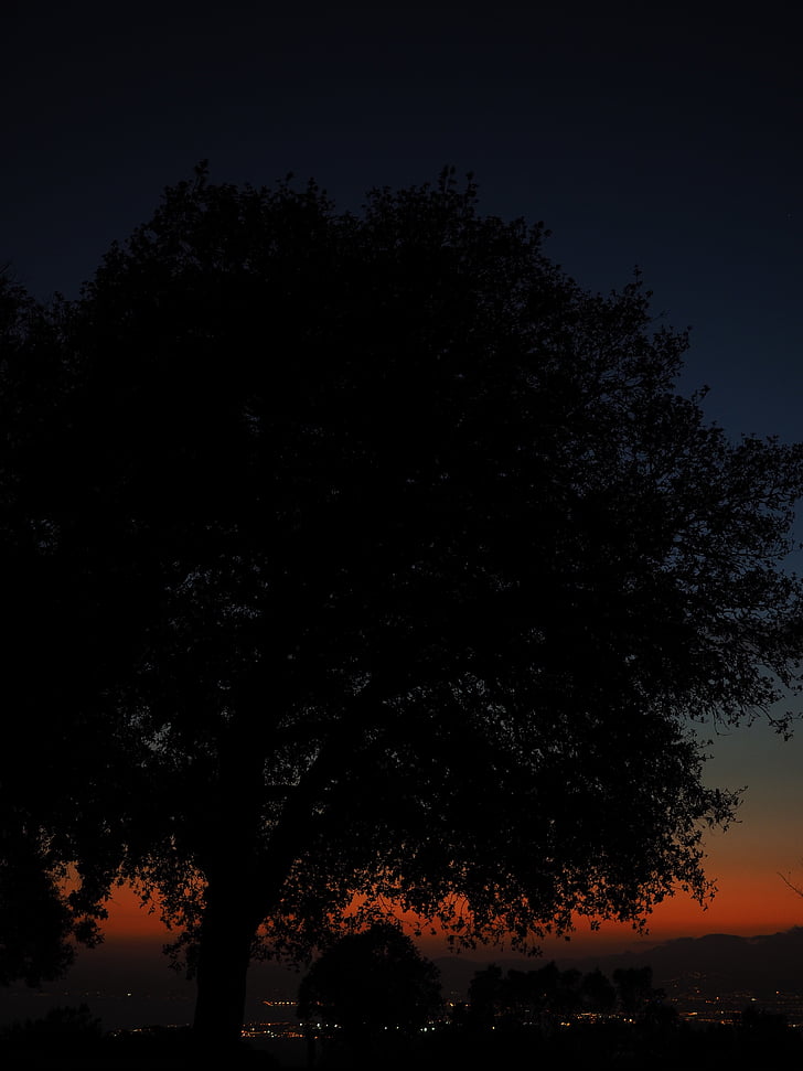 drvo, zalazak sunca, noću, miran, tamno, silueta, priroda