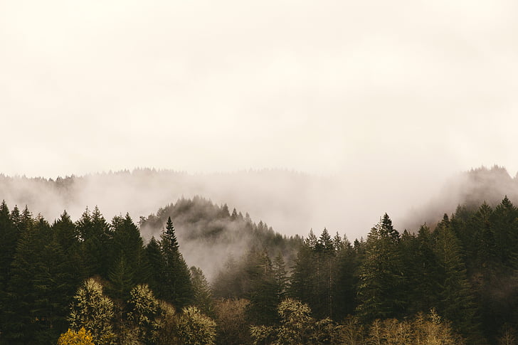 collines, pins, montagnes, brouillard, nuages, nature, aventure