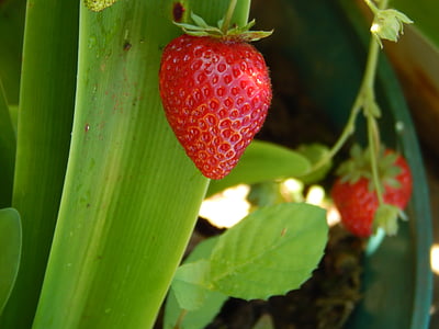 Erdbeere, Huerta, Garten, Obst, Natur, Pflanzen