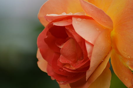 Rosa, gul ros, Orange rose, gul, Orange, blommor, blomma