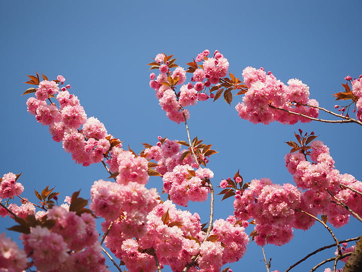 kirsebærtre blomstrer, japanske cherry, lukt, Blossom, blomst, japansk blomstrende kirsebær, dekorativ kirsebær