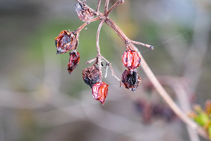 spider web, rose hip, the old hive, bush, dried-up, old, puckered