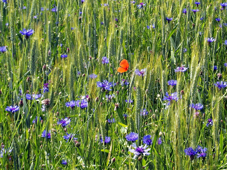 kornblomster, Valmue, felt, Byg, gulvet, flower meadow
