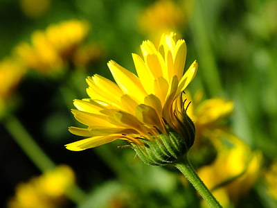 Κίτρινο, ο οφθαλμός, λουλούδι, Όμορφο