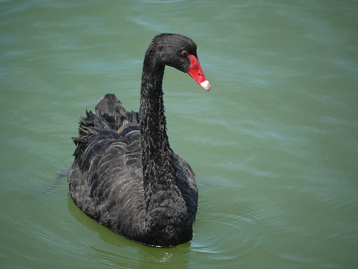 Black swan, Au, Australia, fuglen, Swan, dyreliv, dyr