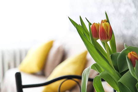Apartamento, flores, tulipanes, sala de, Casa, interior residencial, diseño de interiores