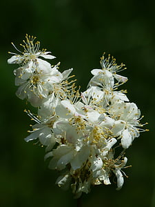 inflorescence, dropwort, flower, plant, blossom, bloom, white